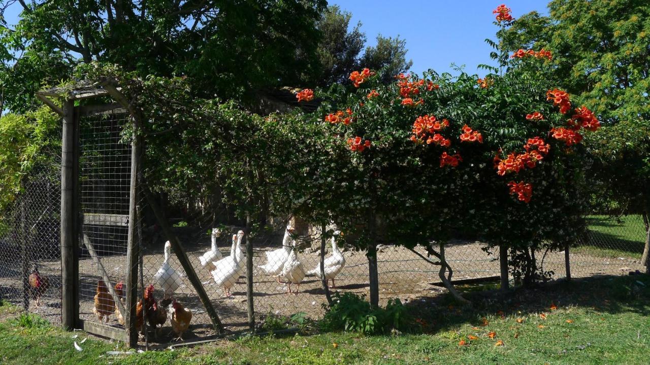 Alloggio per agriturismo Podere Luchiano Amelia