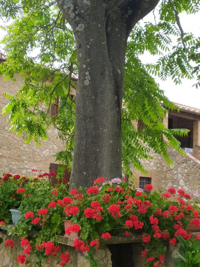 Podere Luchiano Farm stay
