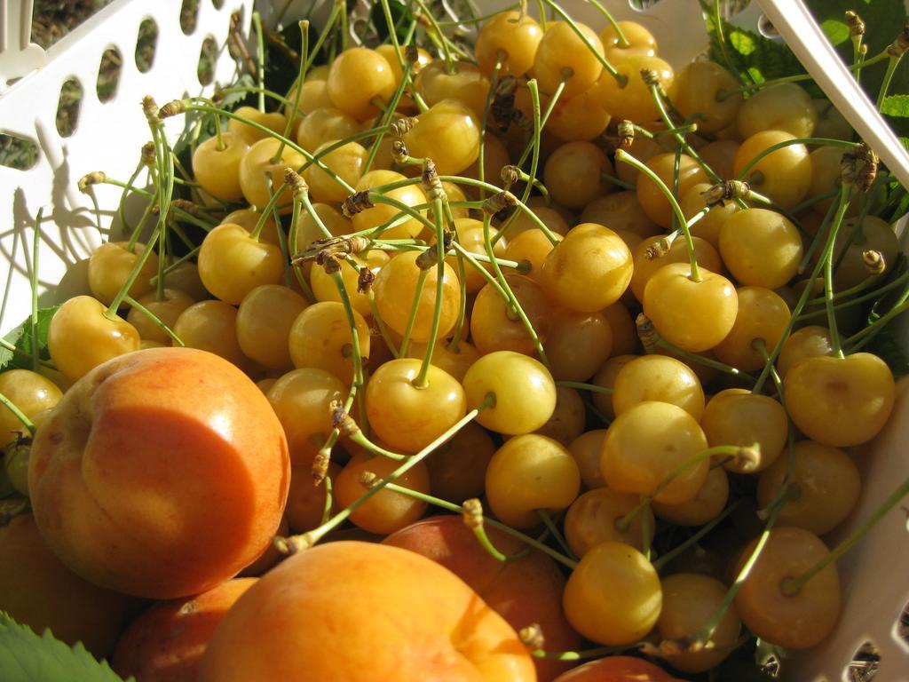 Podere Luchiano